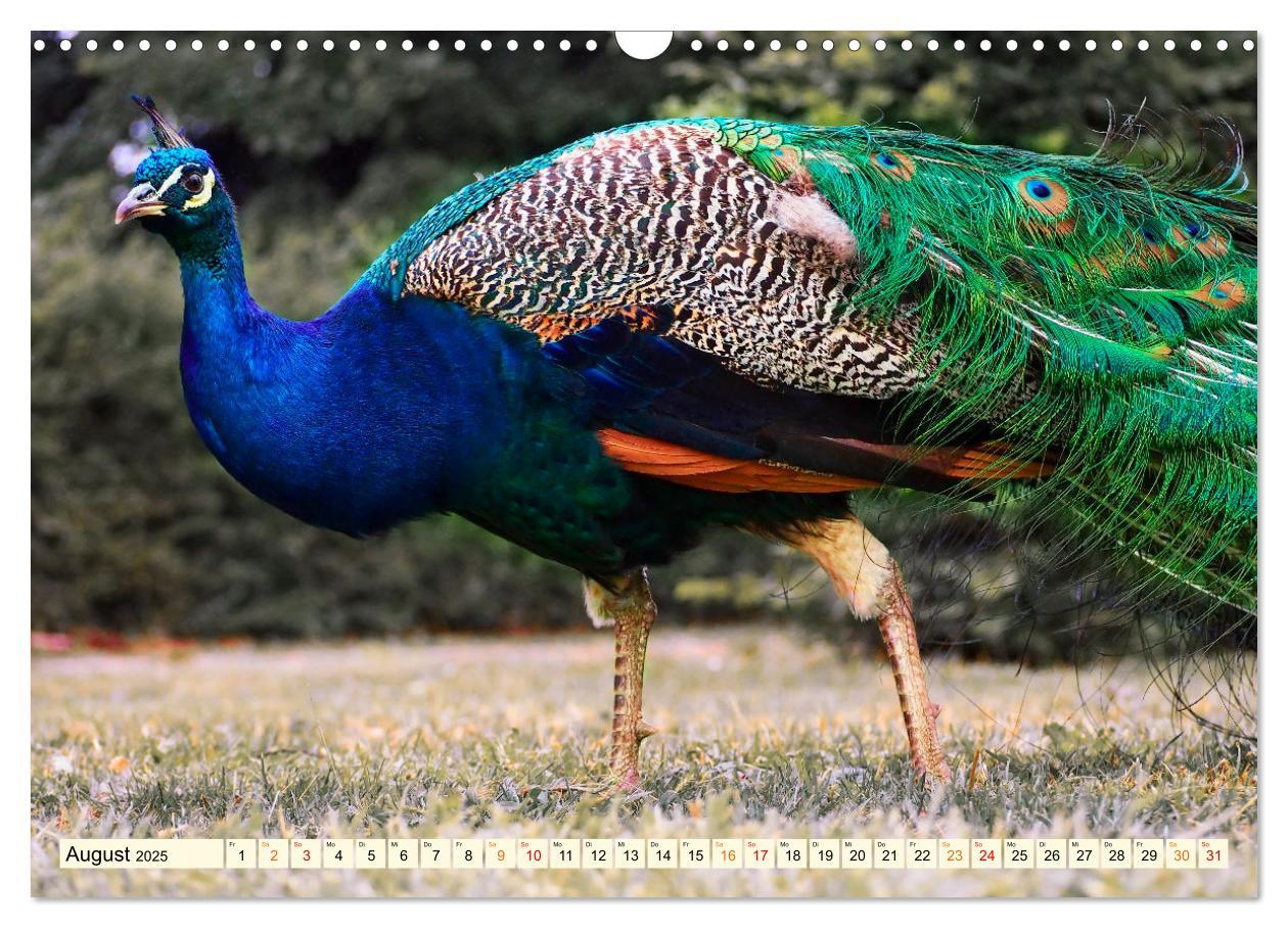 Bild: 9783383953156 | Schöner Pfau (Wandkalender 2025 DIN A3 quer), CALVENDO Monatskalender