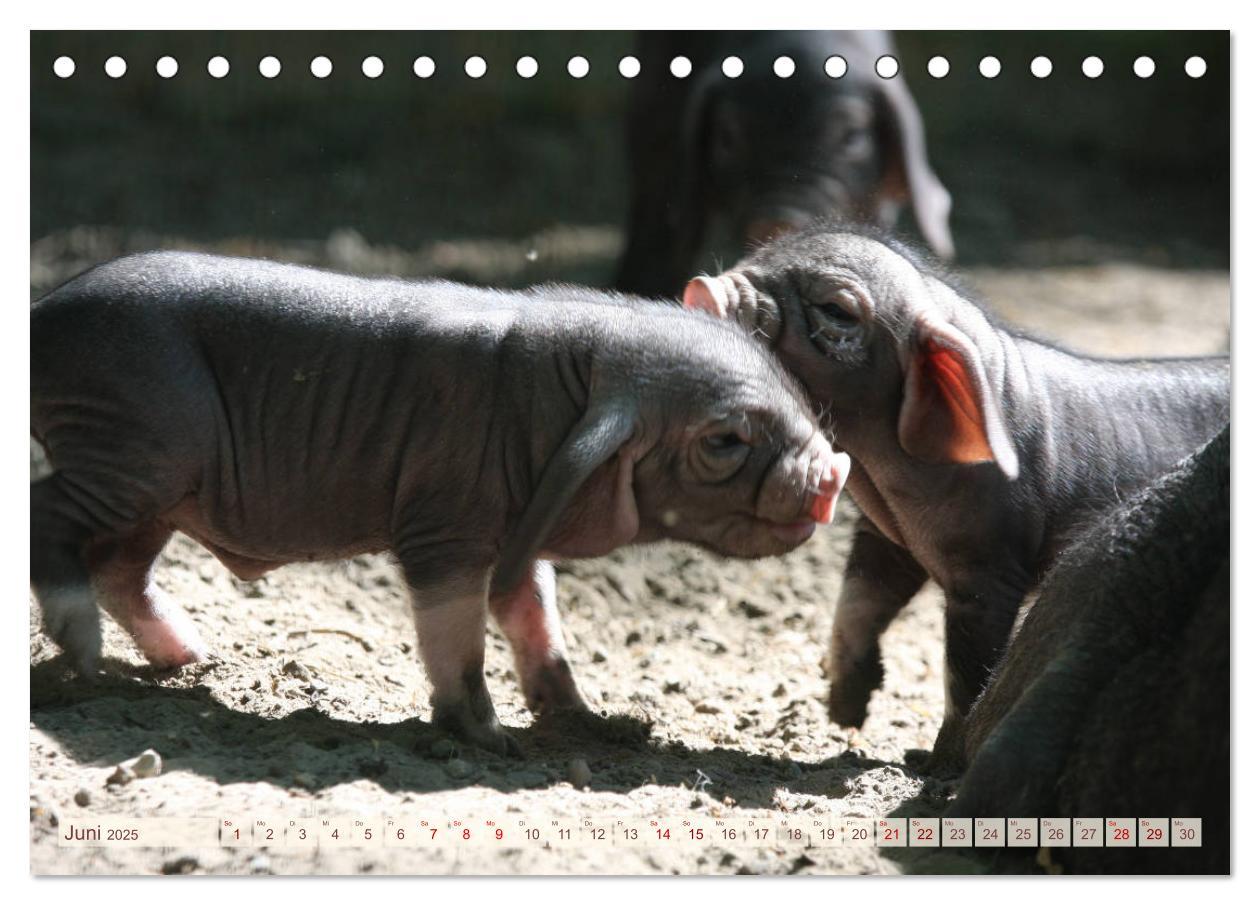 Bild: 9783435410293 | Tierische Schweinerei (Tischkalender 2025 DIN A5 quer), CALVENDO...