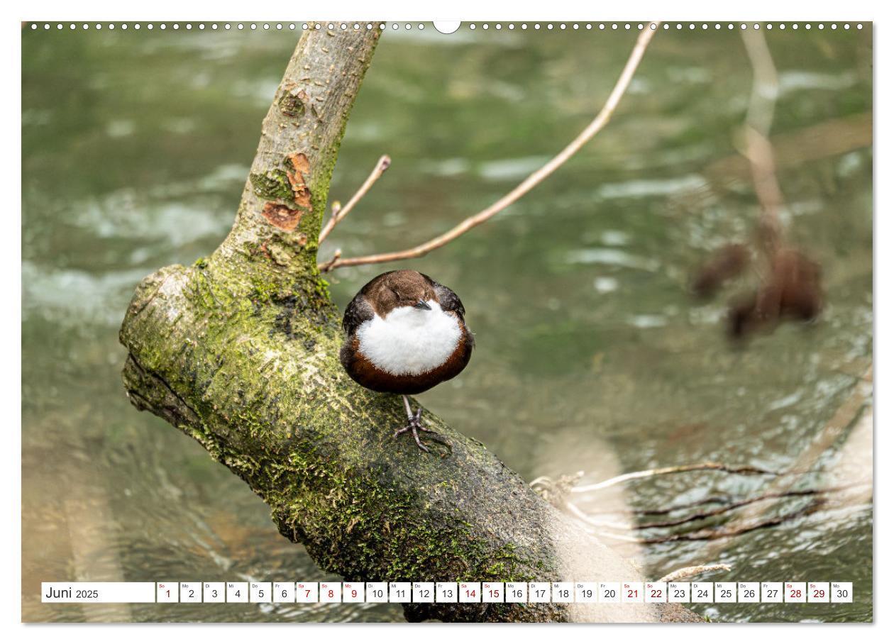 Bild: 9783457209790 | Wildvögel 2025 (Wandkalender 2025 DIN A2 quer), CALVENDO...