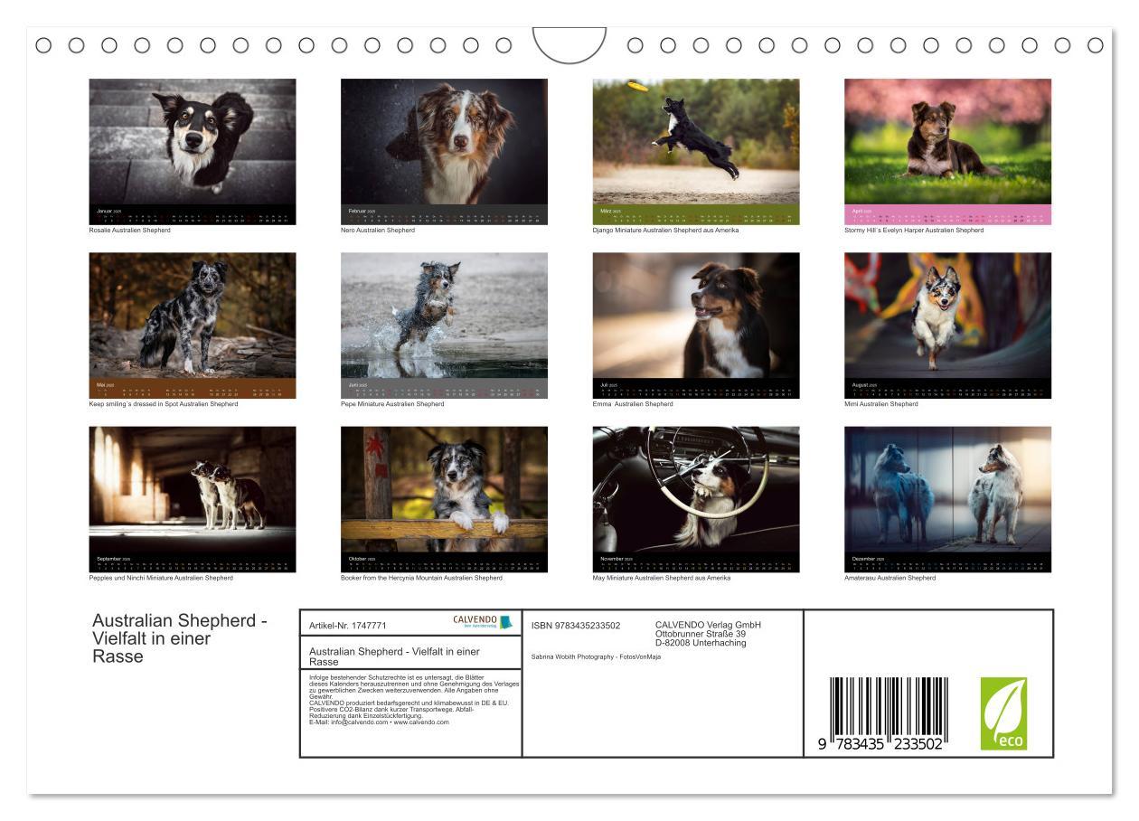 Bild: 9783435233502 | Australian Shepherd - Vielfalt in einer Rasse (Wandkalender 2025...