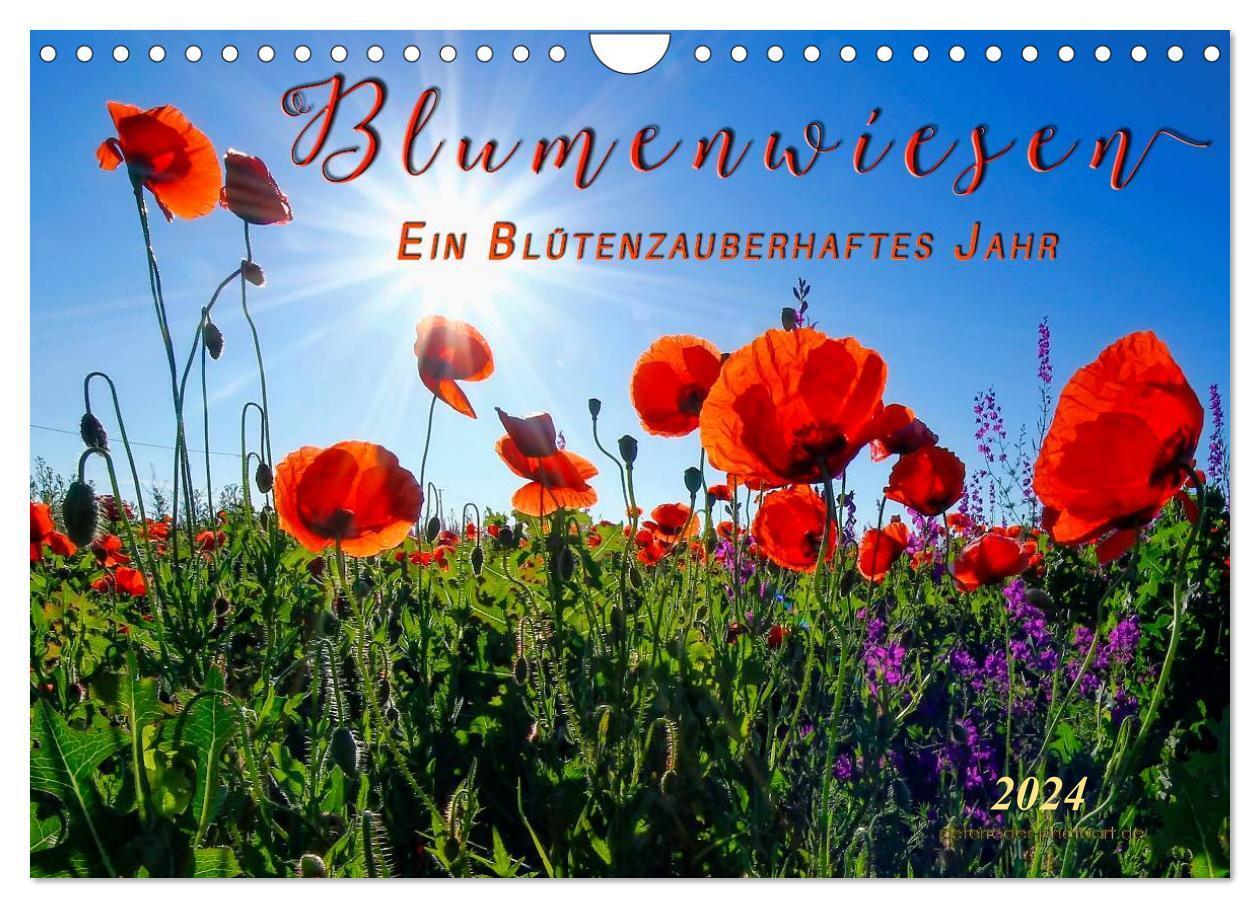 Cover: 9783383259289 | Blumenwiesen ¿ ein blütenzauberhaftes Jahr (Wandkalender 2024 DIN...
