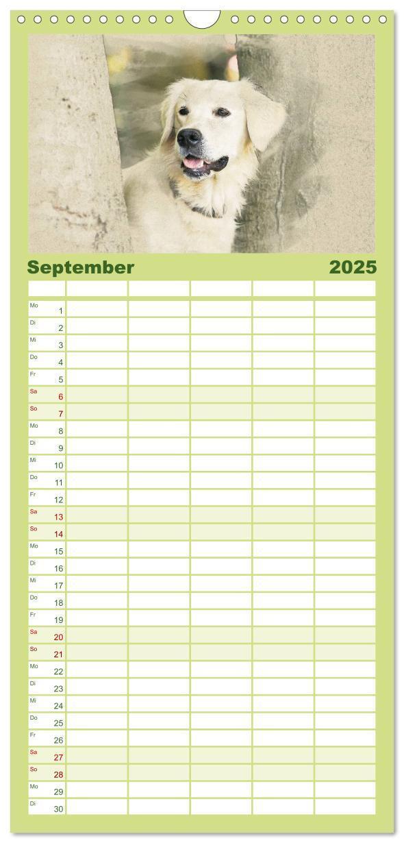 Bild: 9783457117880 | Familienplaner 2025 - Golden Retriever mit 5 Spalten (Wandkalender,...