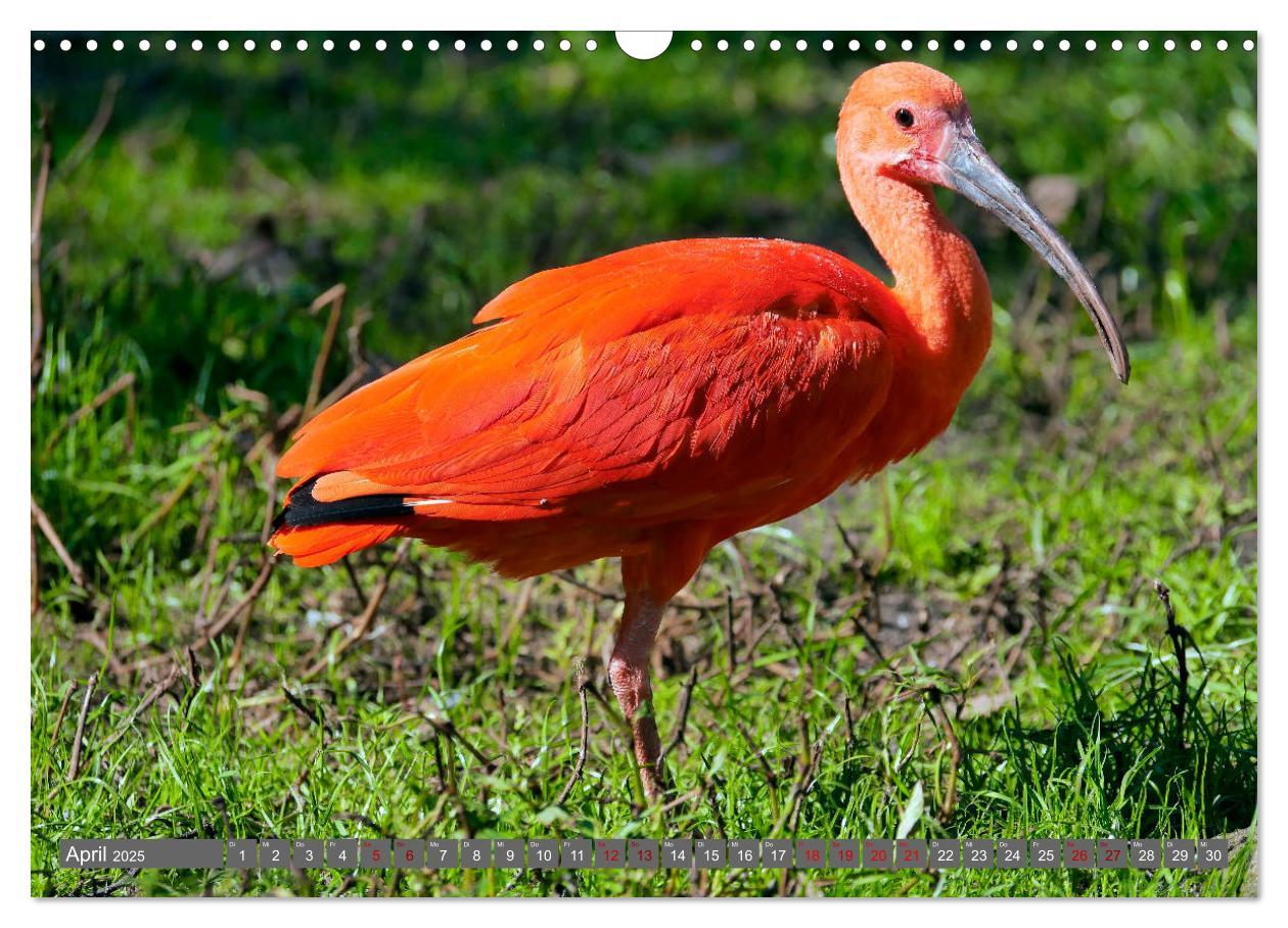 Bild: 9783435362141 | Weltvogelpark Walsrode - Die Vielfalt der Vogelarten (Wandkalender...