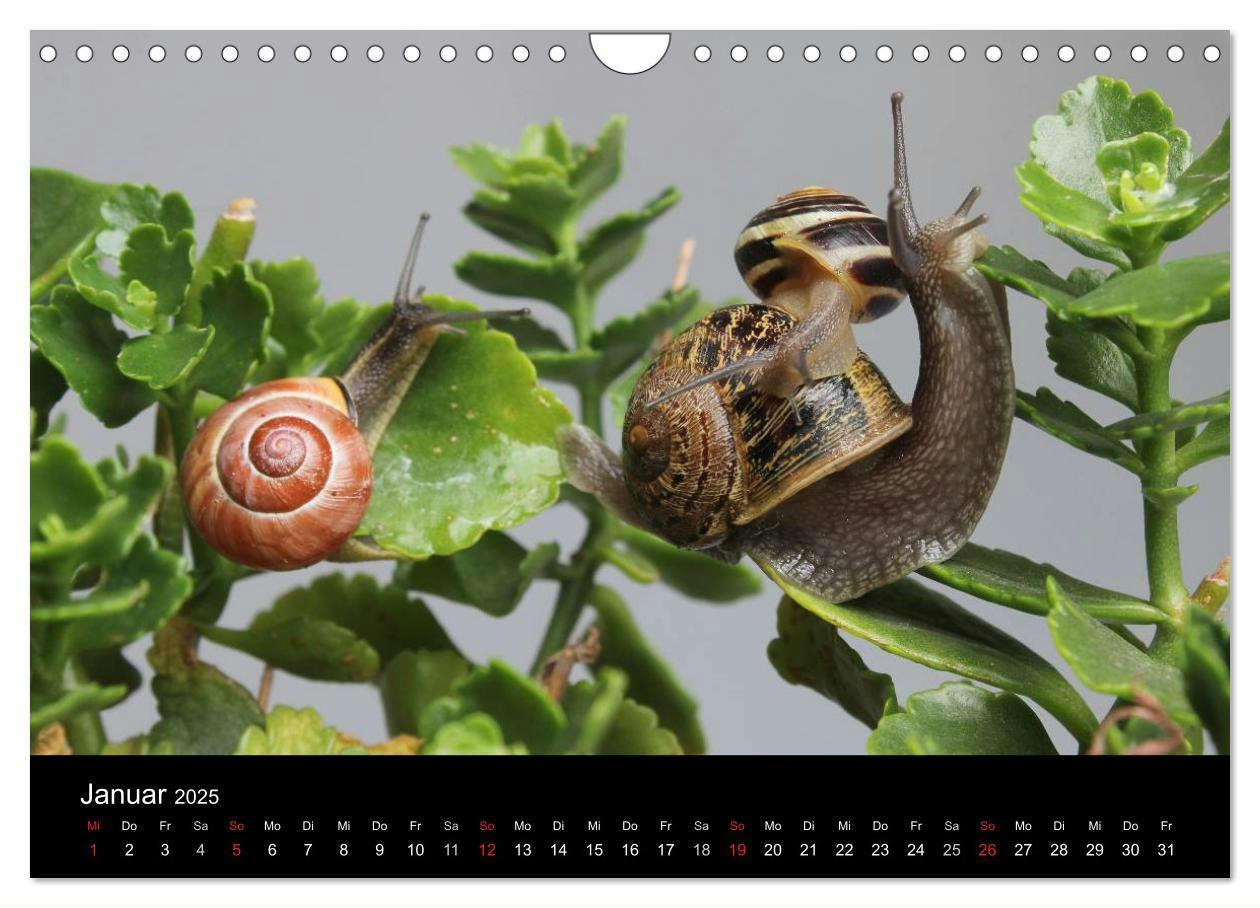 Bild: 9783435707812 | Lautlose Begleiter - Schnecken (Wandkalender 2025 DIN A4 quer),...