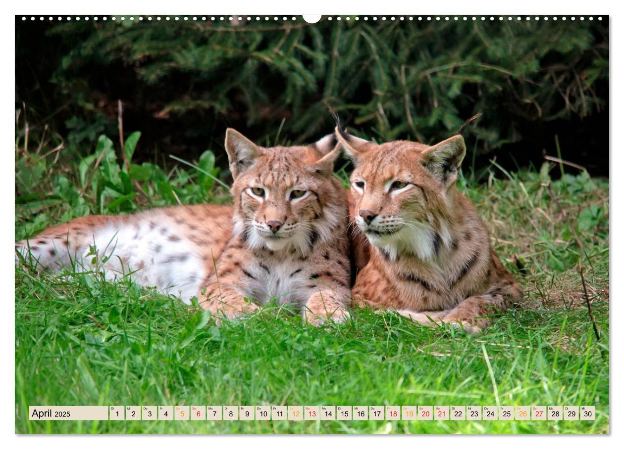 Bild: 9783435118144 | Raubkatze Luchs (Wandkalender 2025 DIN A2 quer), CALVENDO...