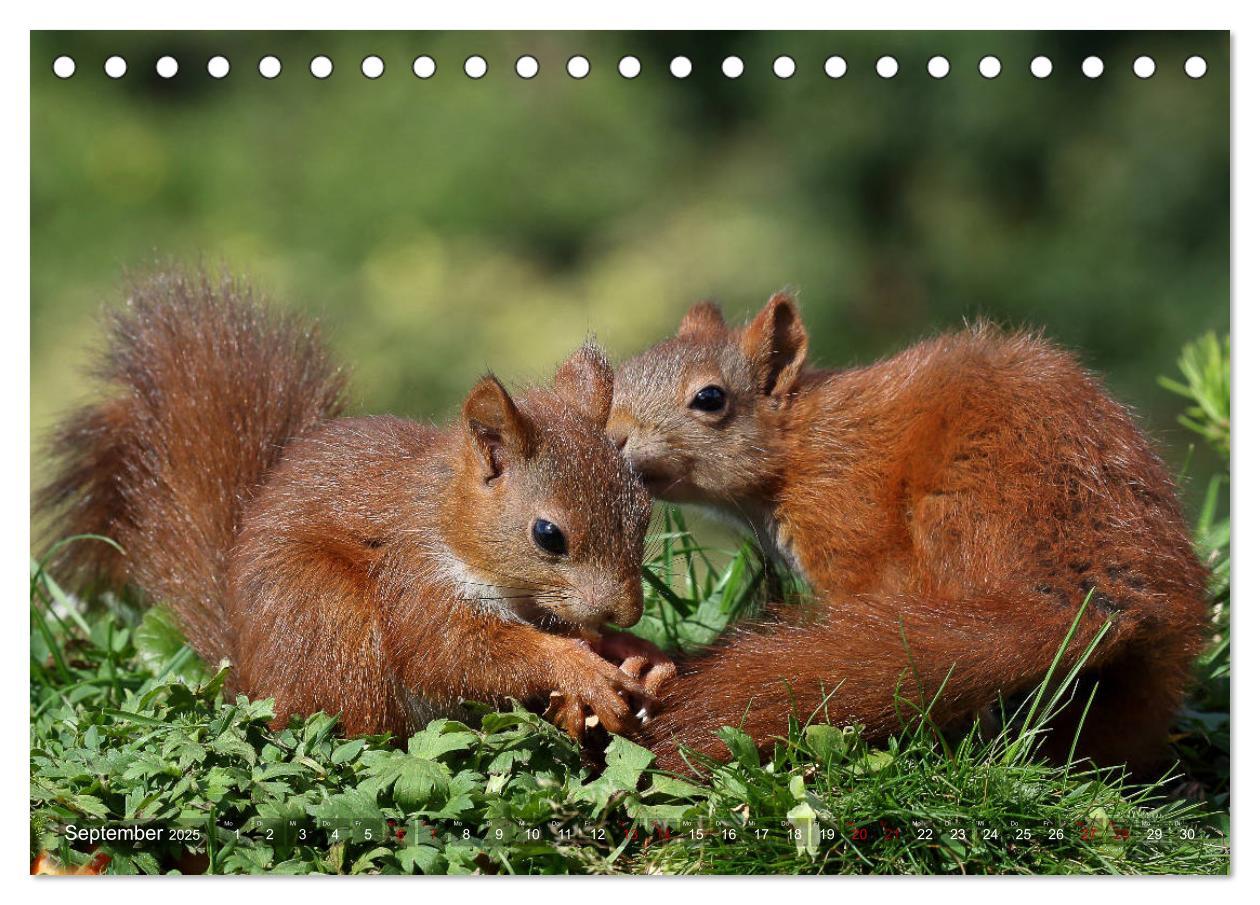 Bild: 9783435344178 | Eichhörnchen Luna und ihre Kinder (Tischkalender 2025 DIN A5 quer),...