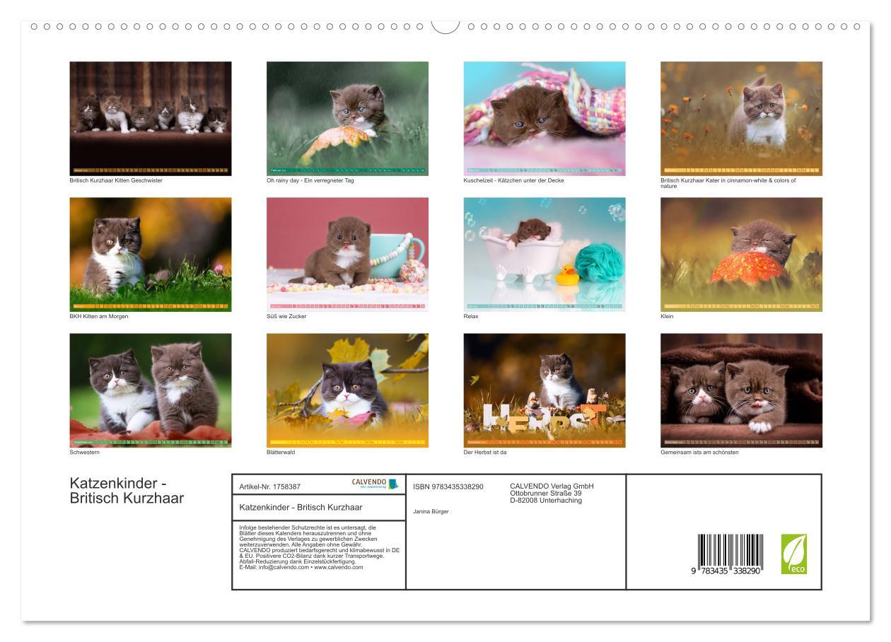 Bild: 9783435338290 | Katzenkinder - Britisch Kurzhaar (hochwertiger Premium Wandkalender...