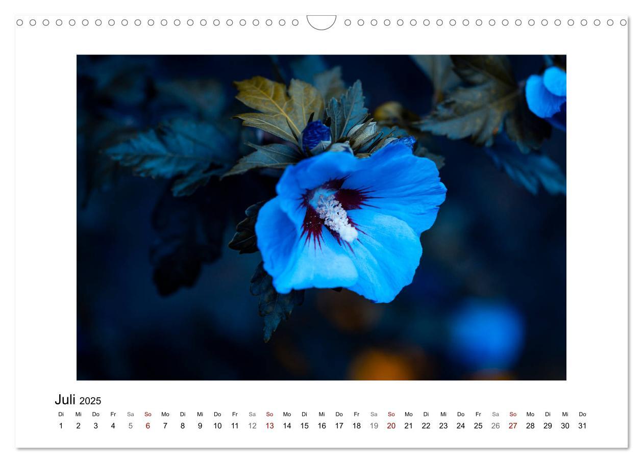 Bild: 9783435300945 | Blauer Blütentraum (Wandkalender 2025 DIN A3 quer), CALVENDO...