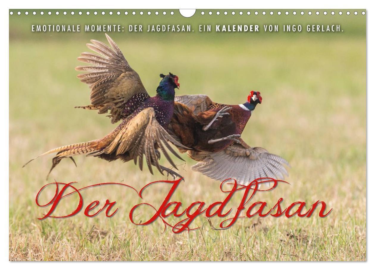 Cover: 9783435597642 | Emotionale Momente: Der Jagdfasan. (Wandkalender 2025 DIN A3 quer),...