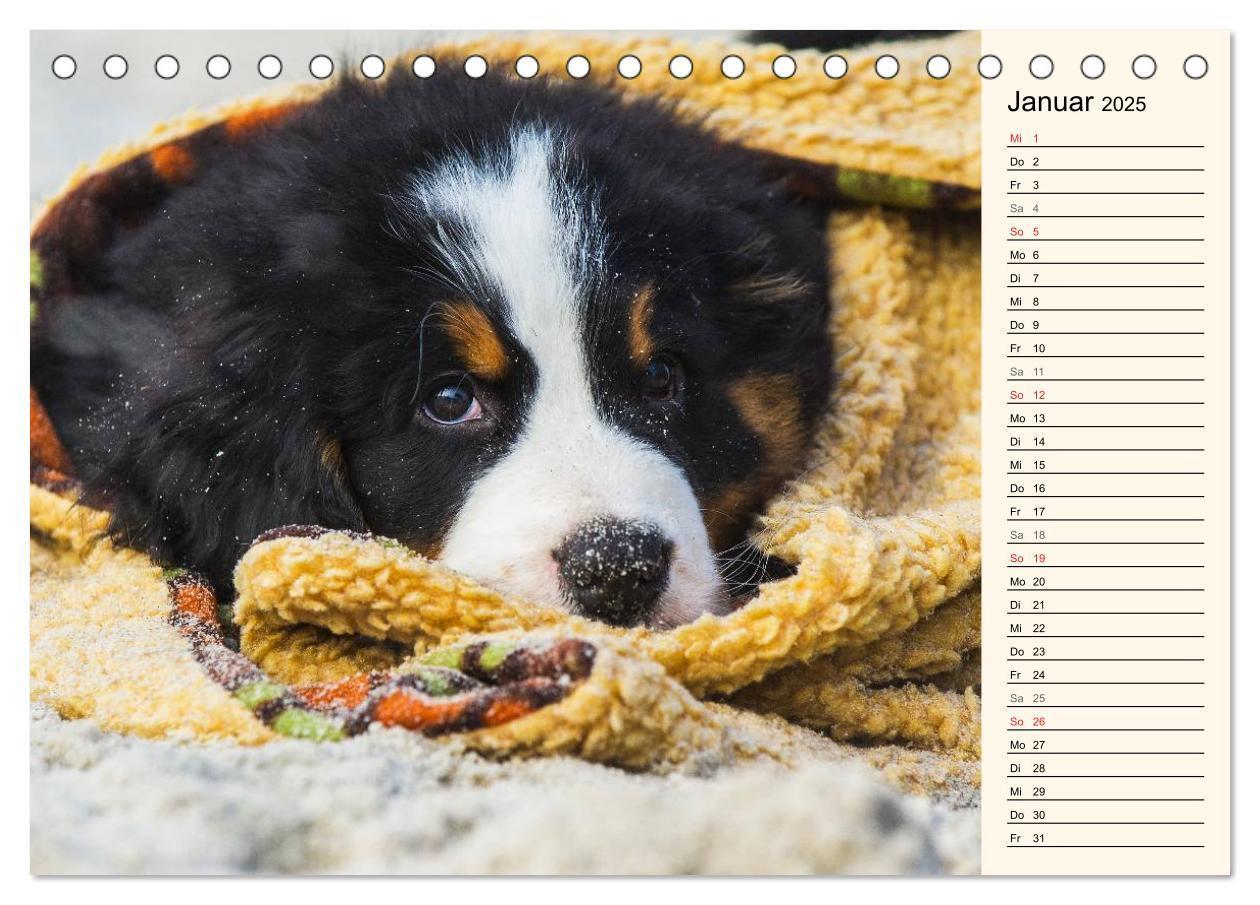 Bild: 9783435476923 | Seebärchen entdecken die Welt - Berner Sennenhunde (Tischkalender...