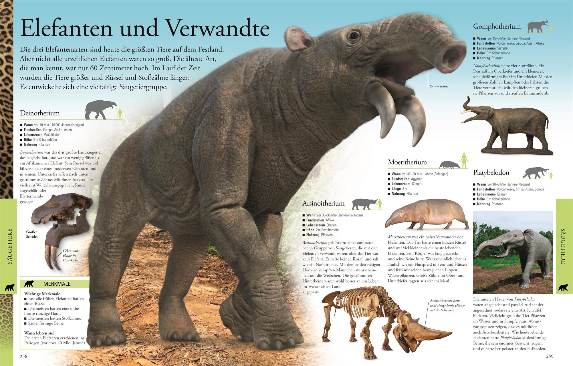 Bild: 9783831036776 | Dinosaurier und andere Tiere der Urzeit für clevere Kids | Kids | Buch