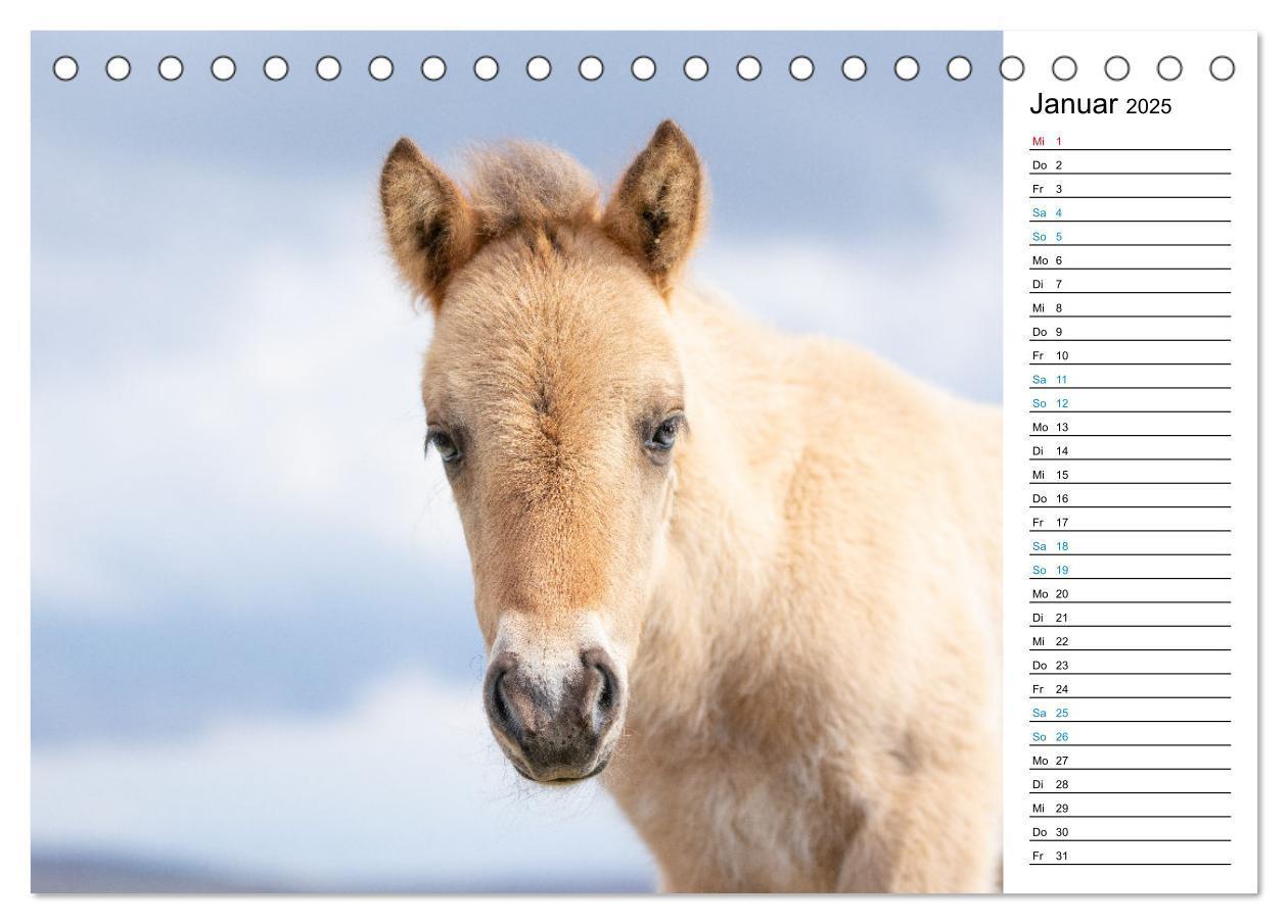 Bild: 9783383763557 | Islandpferde Kalender - Pferde von der Insel aus Feuer und Eis...