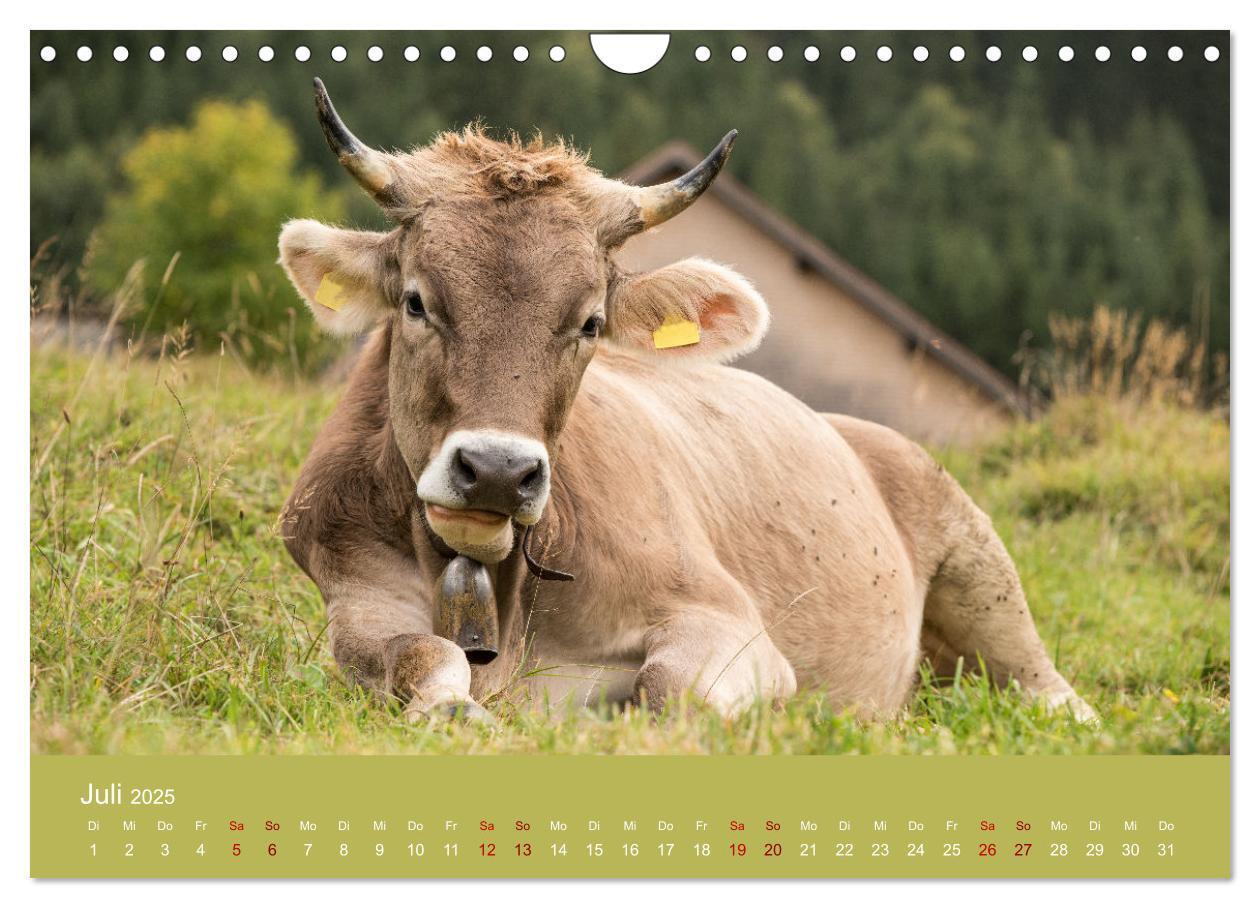 Bild: 9783383832260 | Allgäuer Rindvieh 2025 (Wandkalender 2025 DIN A4 quer), CALVENDO...