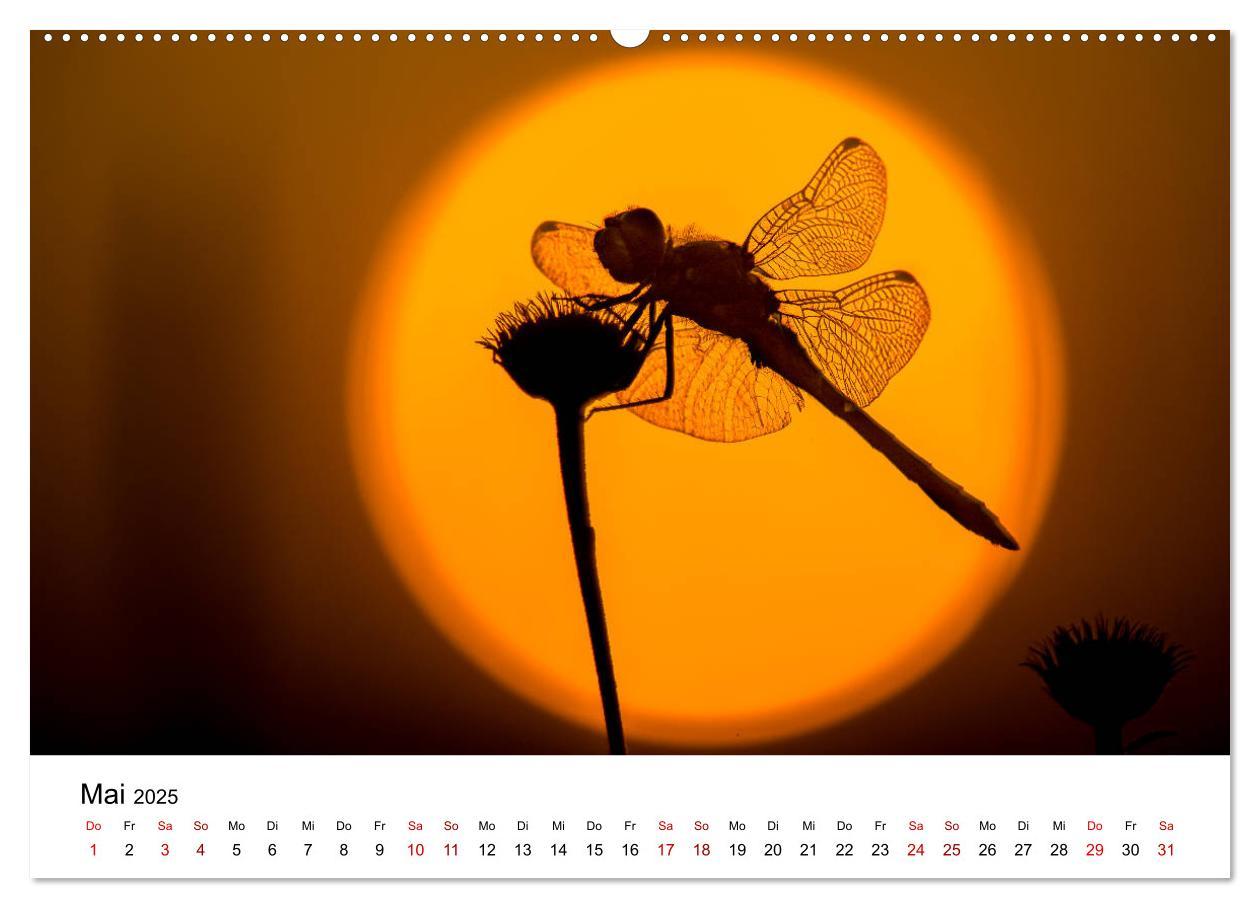 Bild: 9783435163885 | Oberbayerischer Insekten Kalender (hochwertiger Premium...