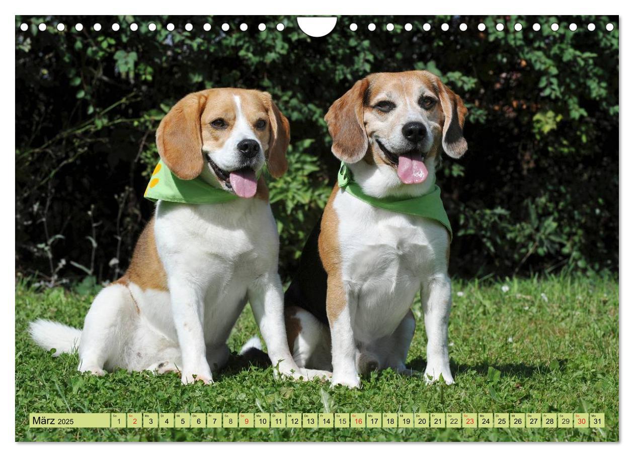 Bild: 9783435575800 | Beagle - Herz auf 4 Pfoten (Wandkalender 2025 DIN A4 quer),...