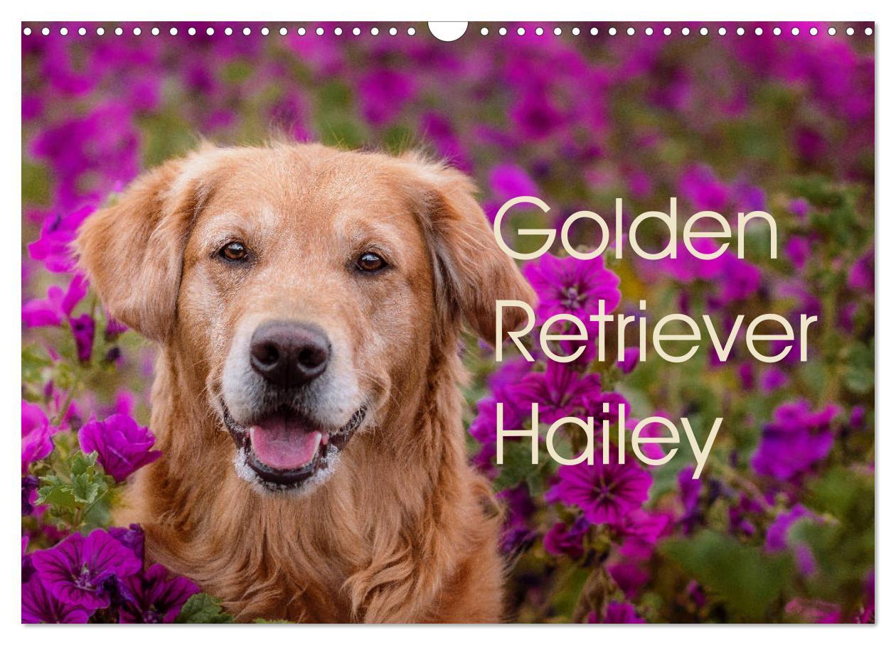 Cover: 9783435178087 | Golden Retriever Hailey Fotokalender (Wandkalender 2025 DIN A3...