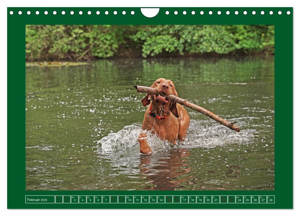 Bild: 9783383962295 | Faszination Magyar Vizsla am See (Wandkalender 2025 DIN A4 quer),...