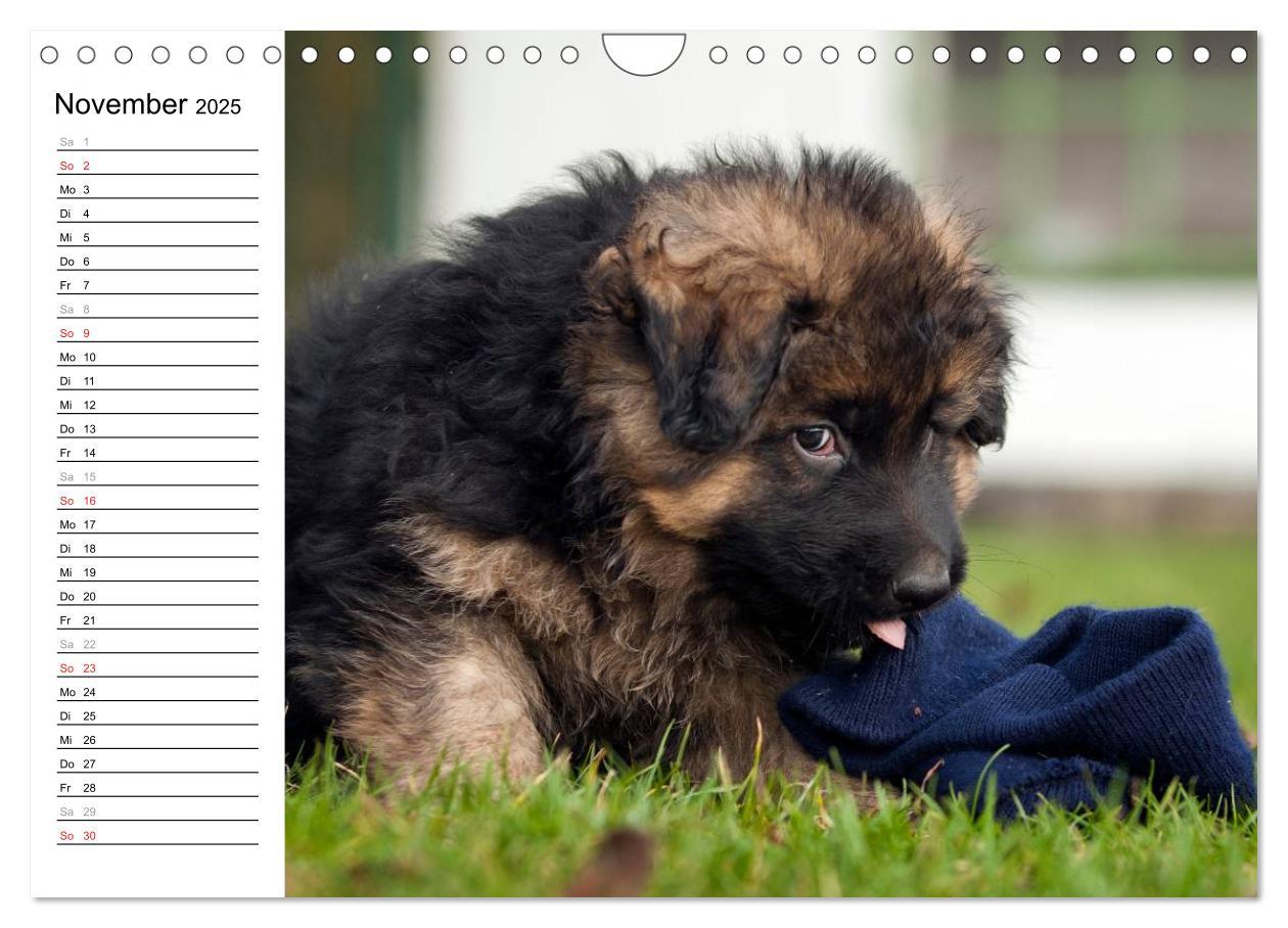 Bild: 9783435474912 | Deutscher Schäferhund - Welpen (Wandkalender 2025 DIN A4 quer),...