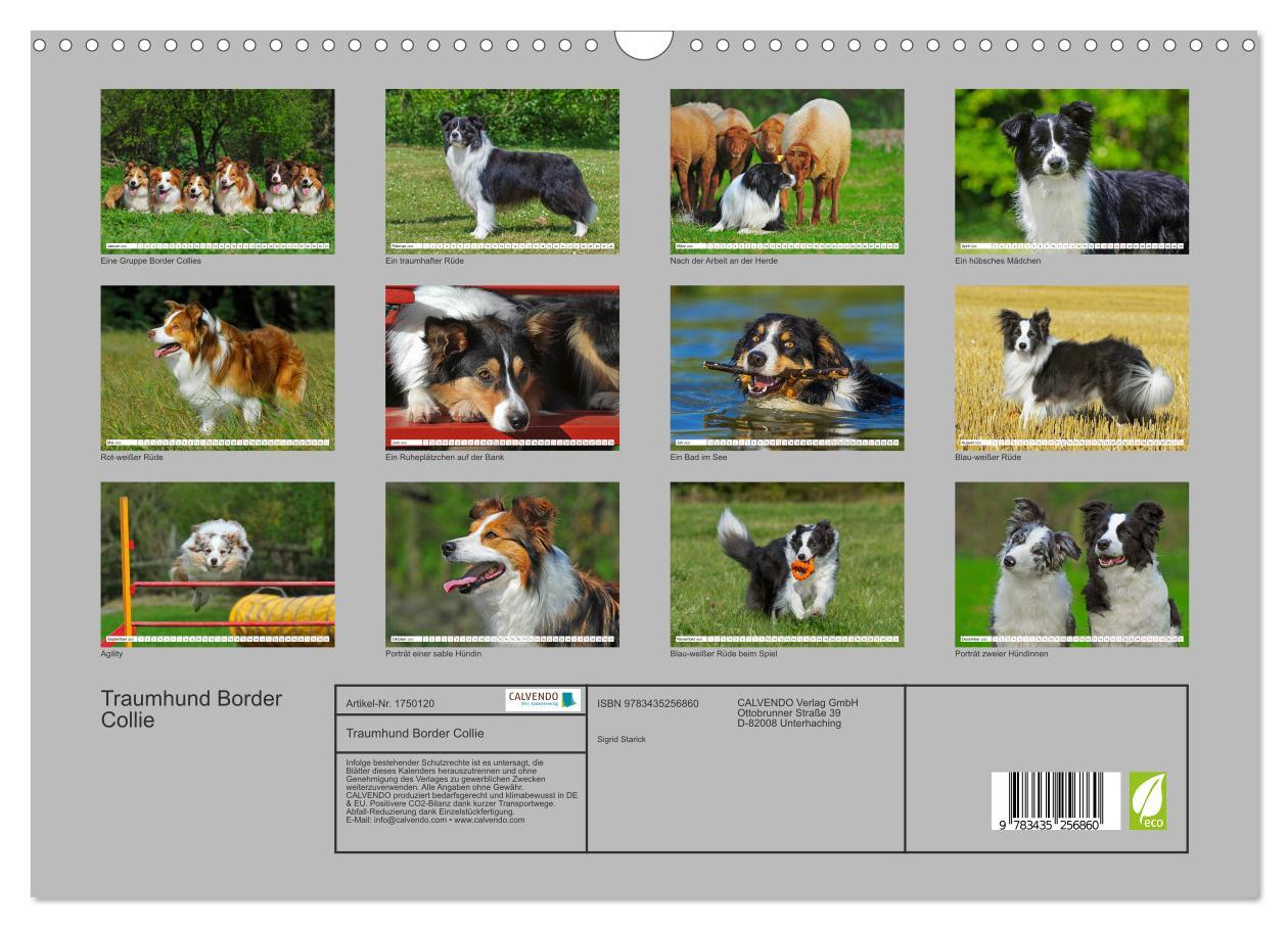 Bild: 9783435256860 | Traumhund Border Collie (Wandkalender 2025 DIN A3 quer), CALVENDO...