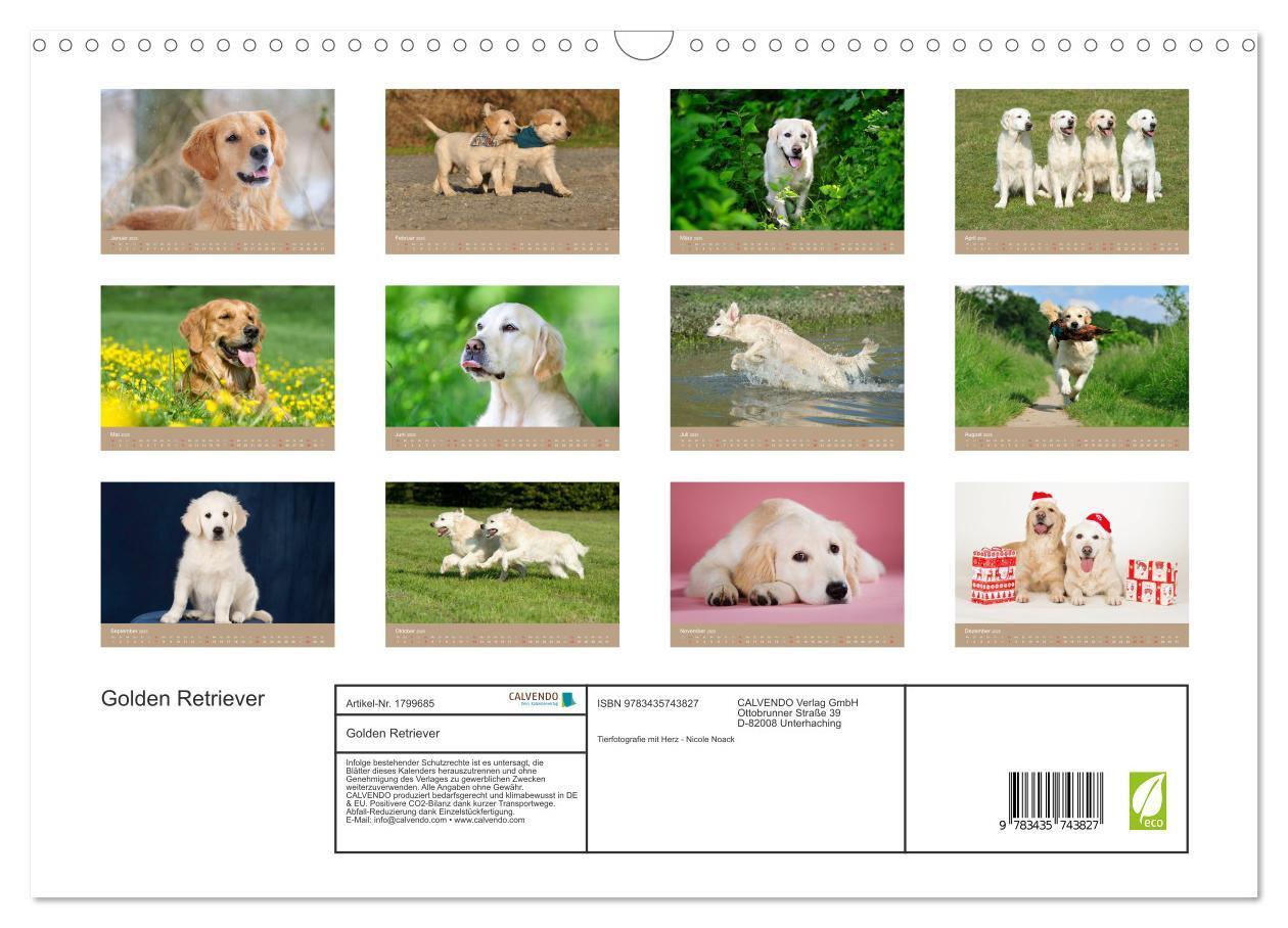 Bild: 9783435743827 | Golden Retriever (Wandkalender 2025 DIN A3 quer), CALVENDO...