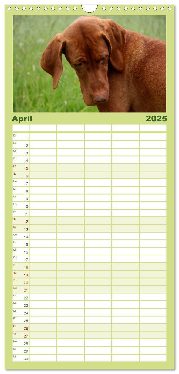 Bild: 9783457119815 | Familienplaner 2025 - Magyar Vizsla mit 5 Spalten (Wandkalender, 21...