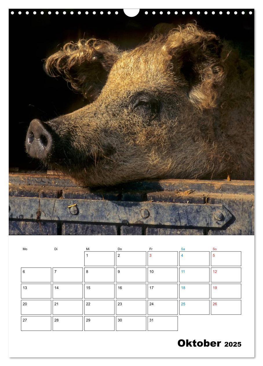 Bild: 9783457077863 | Schweine 2025 (Wandkalender 2025 DIN A3 hoch), CALVENDO Monatskalender