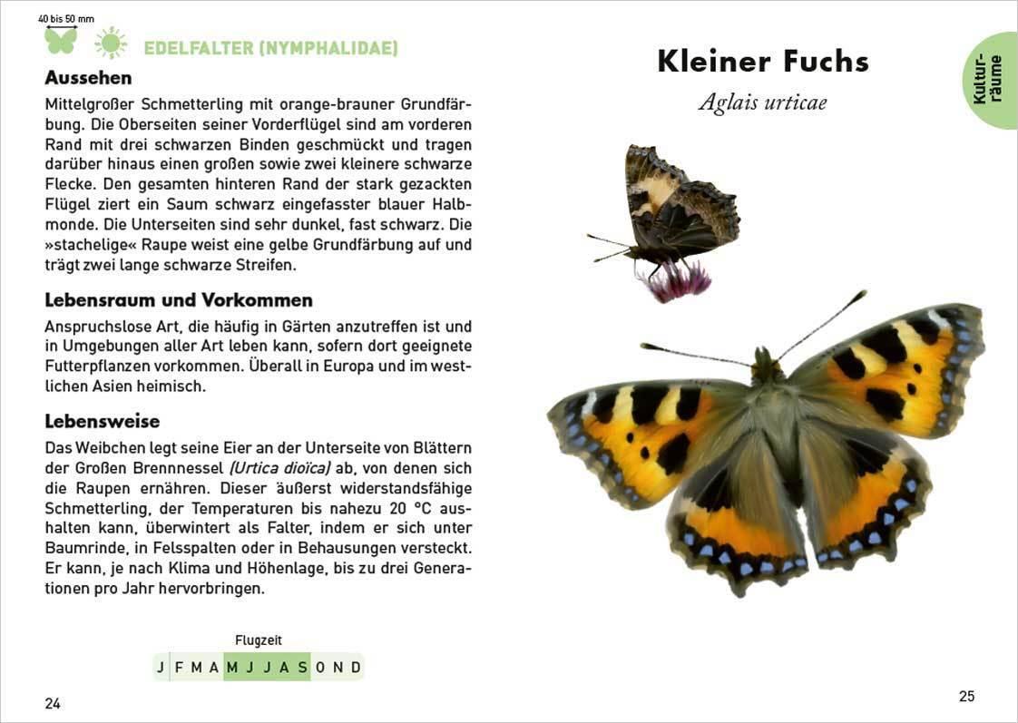 Bild: 9783730610589 | Anaconda Taschenführer Schmetterlinge. 70 Arten entdecken und...