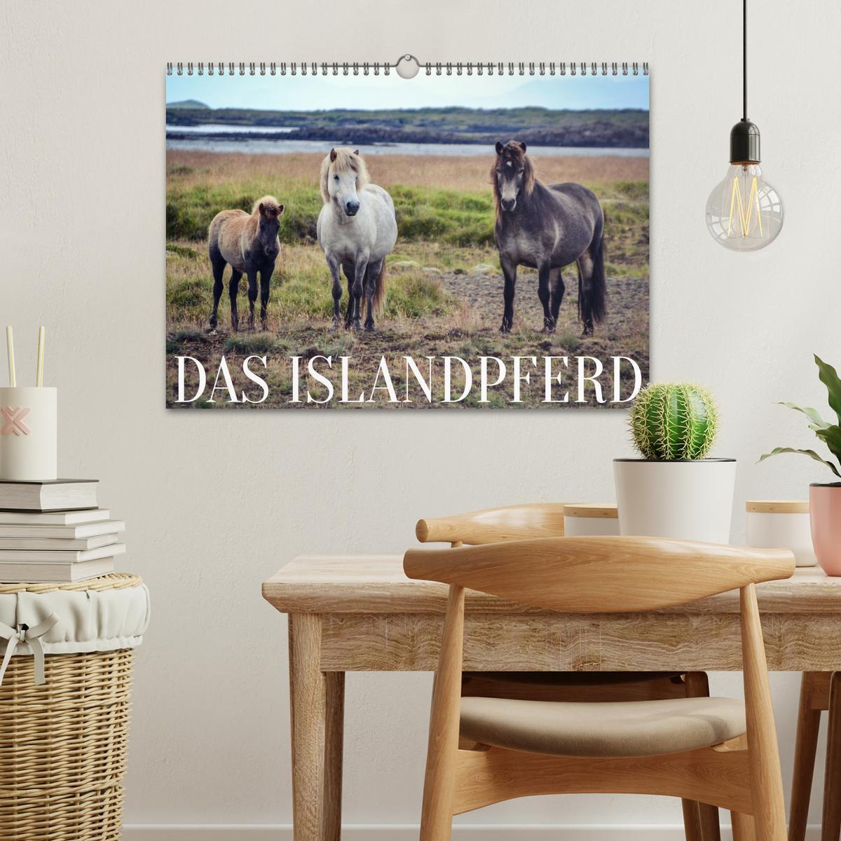 Bild: 9783435071814 | Das Islandpferd (Wandkalender 2025 DIN A3 quer), CALVENDO...