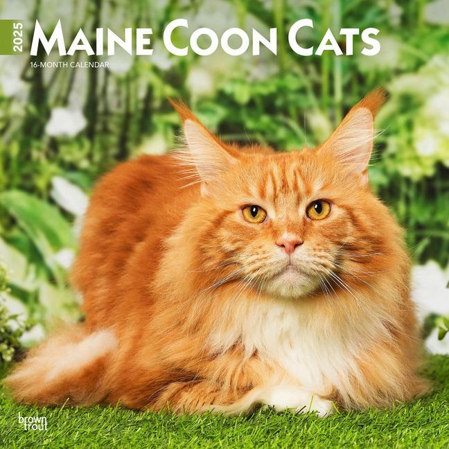 Cover: 9781975477387 | Maine Coon Cats 2025 12 X 24 Inch Monthly Square Wall Calendar...