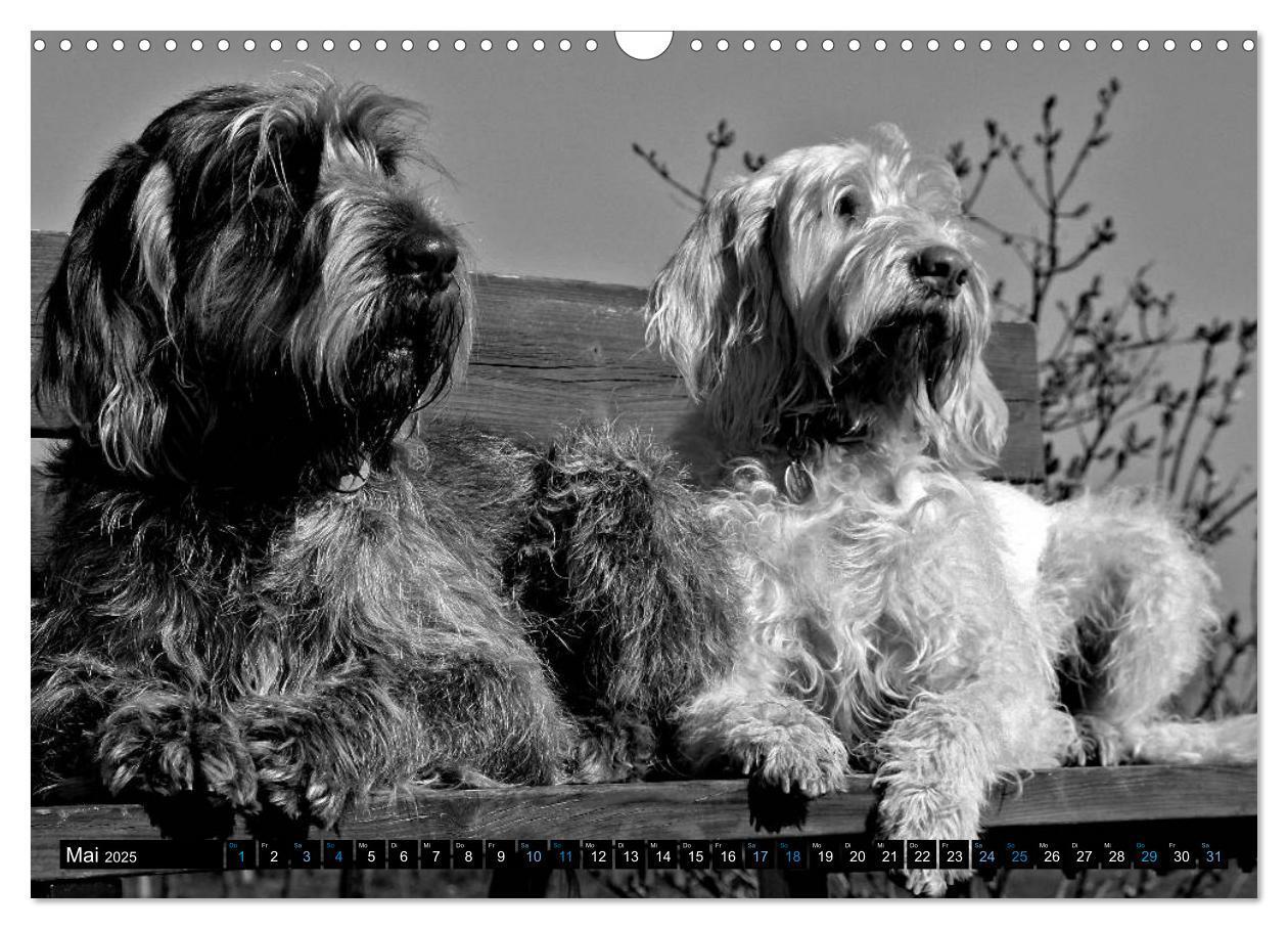 Bild: 9783435629510 | Carissimo Spinone Italiano (Wandkalender 2025 DIN A3 quer),...