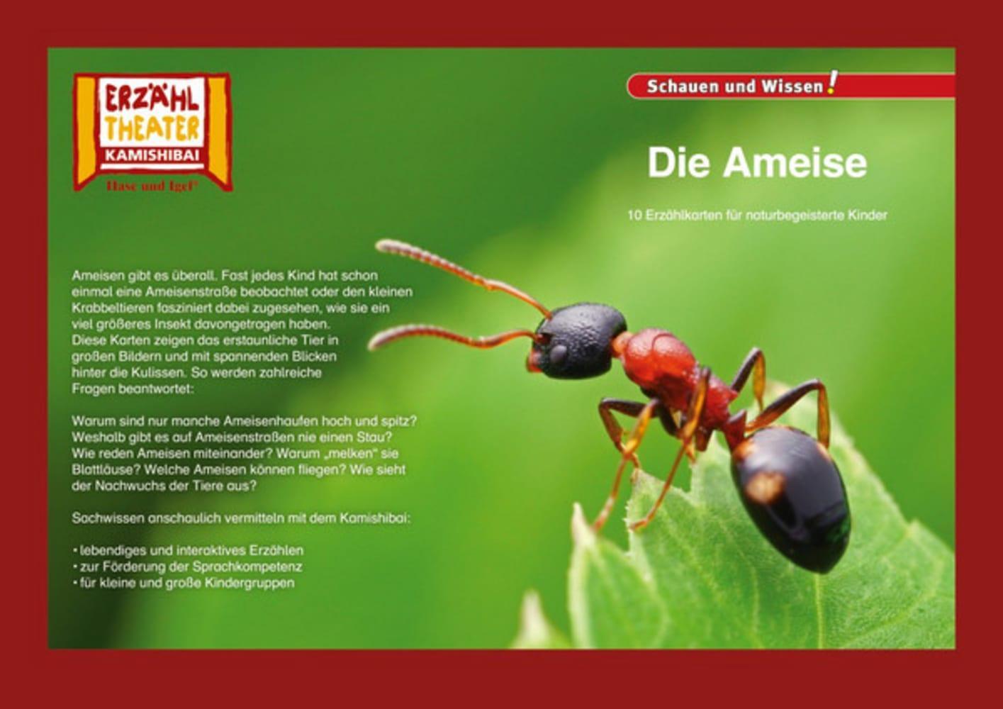 Cover: 4260505830441 | Kamishibai: Die Ameise | 10 Fotobildkarten für das Erzähltheater | Eis