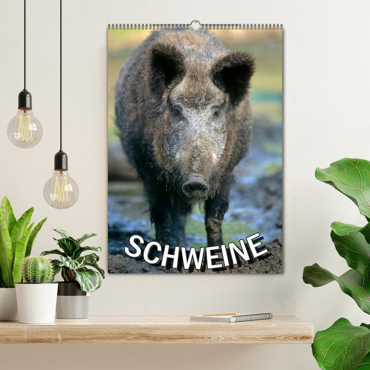 Bild: 9783457077382 | Schweine 2025 (Wandkalender 2025 DIN A2 hoch), CALVENDO Monatskalender