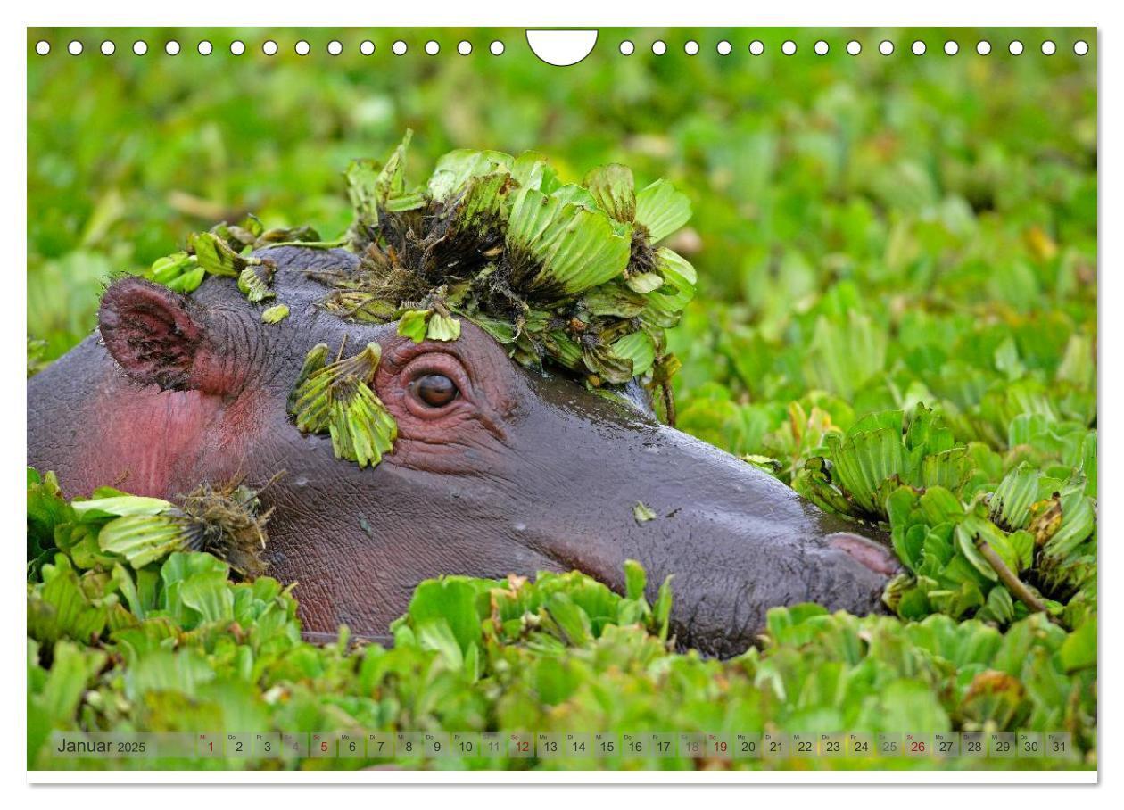 Bild: 9783435761456 | Flusspferde Magie des Augenblicks - Hippos in Afrika (Wandkalender...