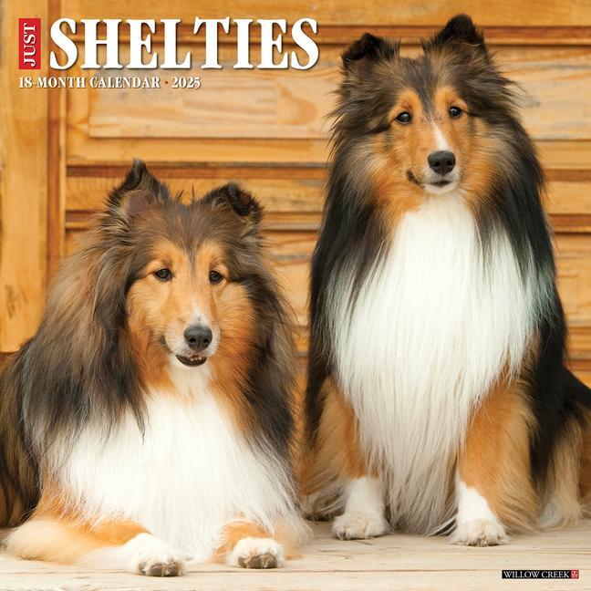 Cover: 9781549244841 | Just Shelties 2025 12 X 12 Wall Calendar | Willow Creek Press | 2025