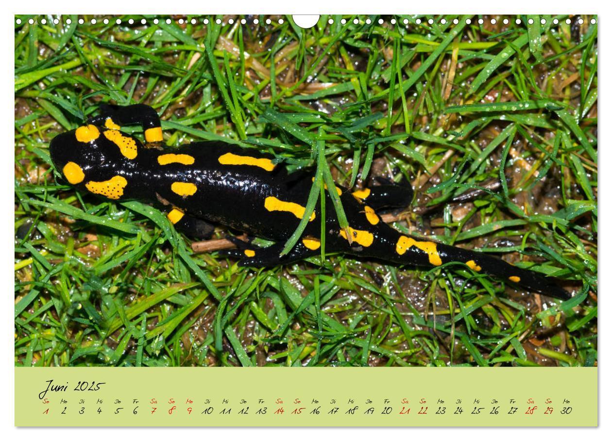 Bild: 9783435172849 | Feuersalamander - Liebenswerte Heimlichtuer (Wandkalender 2025 DIN...