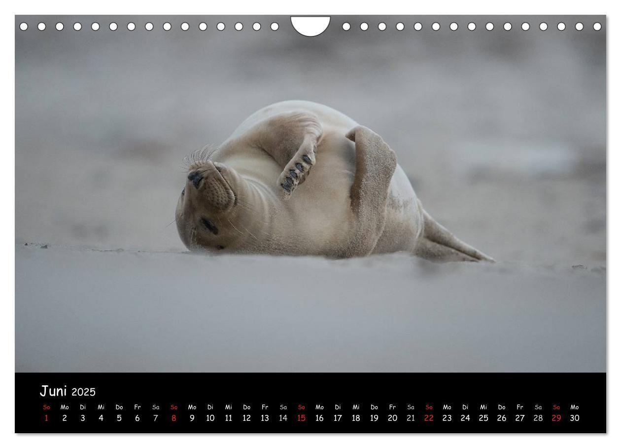 Bild: 9783435719075 | Robben auf Helgoland 2025 (Wandkalender 2025 DIN A4 quer), CALVENDO...