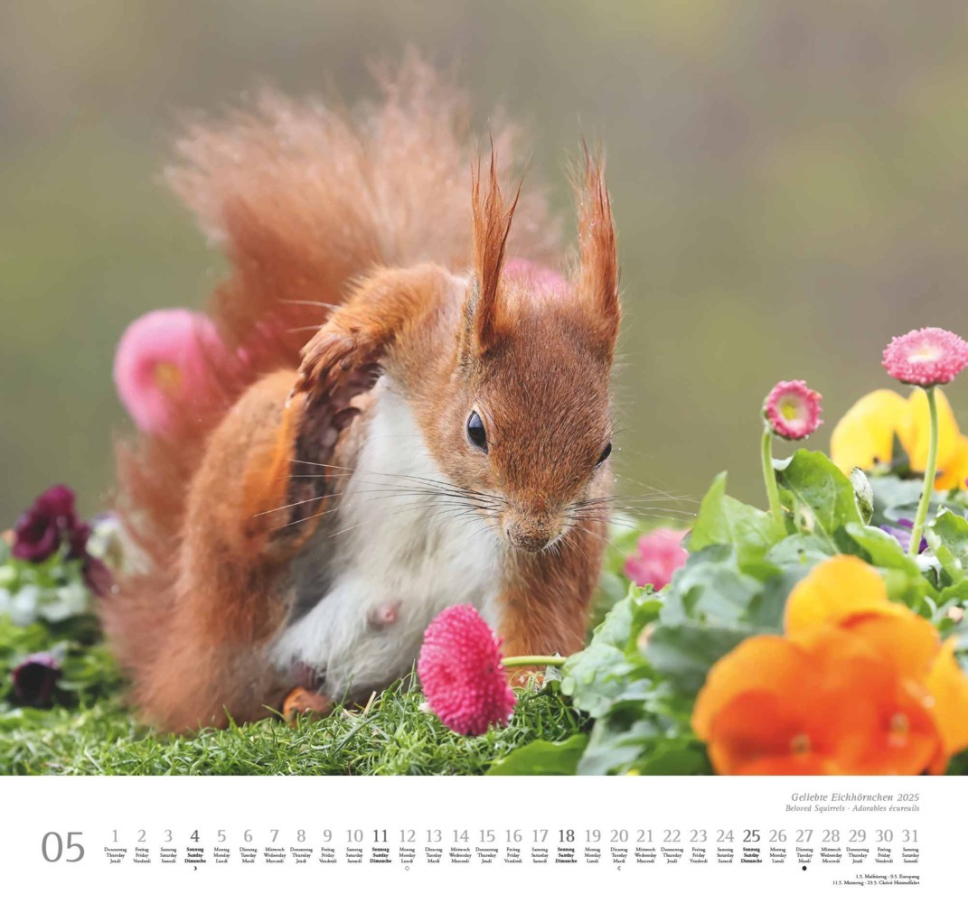 Bild: 4250809652696 | DUMONT - Geliebte Eichhörnchen 2025 Wandkalender, 38x35,5cm,...