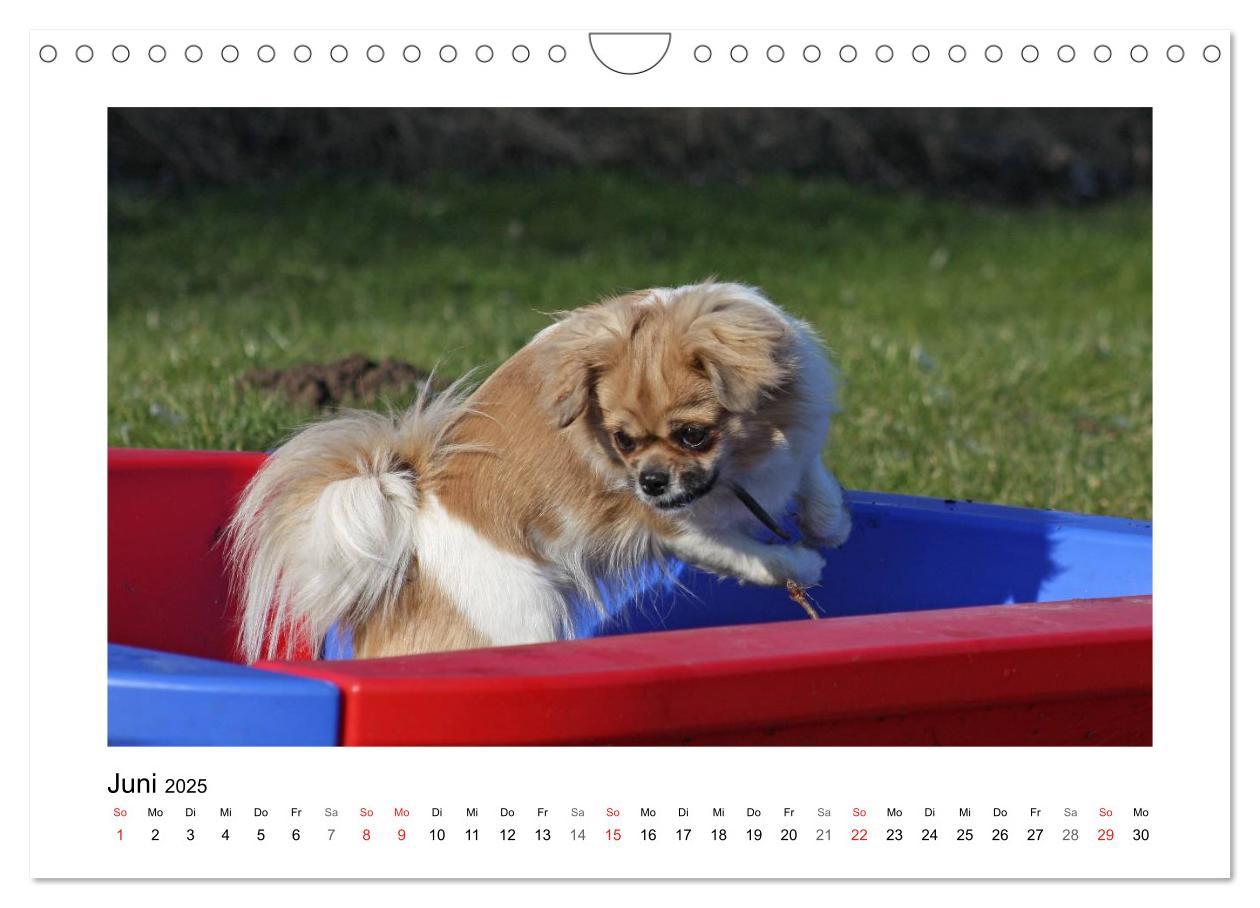 Bild: 9783435681570 | Tibet-Spaniel (Wandkalender 2025 DIN A4 quer), CALVENDO Monatskalender