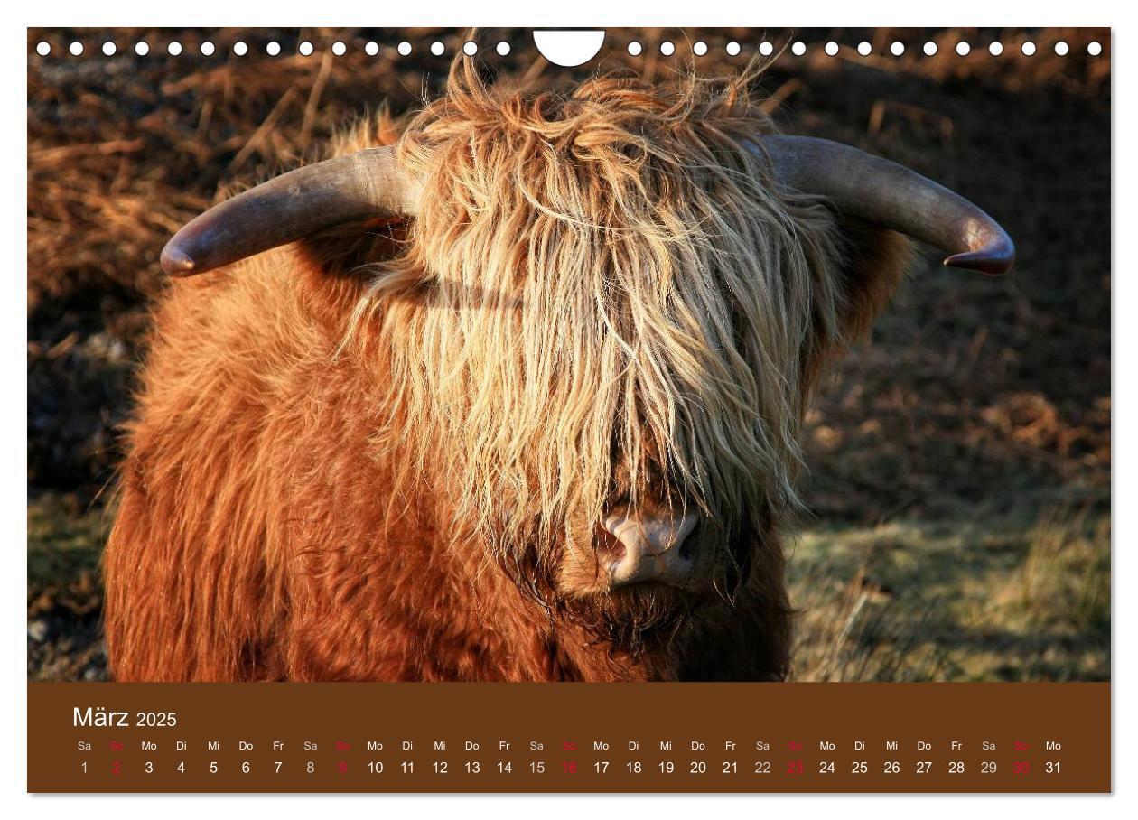 Bild: 9783435643080 | Schottische Hochlandrinder - Highland Cattle (Wandkalender 2025 DIN...