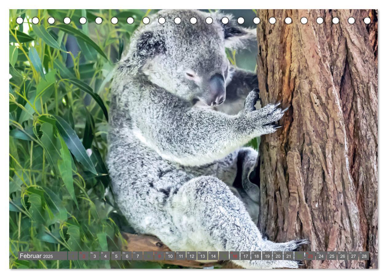 Bild: 9783435159741 | Koalas - Kuscheliges Symbol Australiens (Tischkalender 2025 DIN A5...