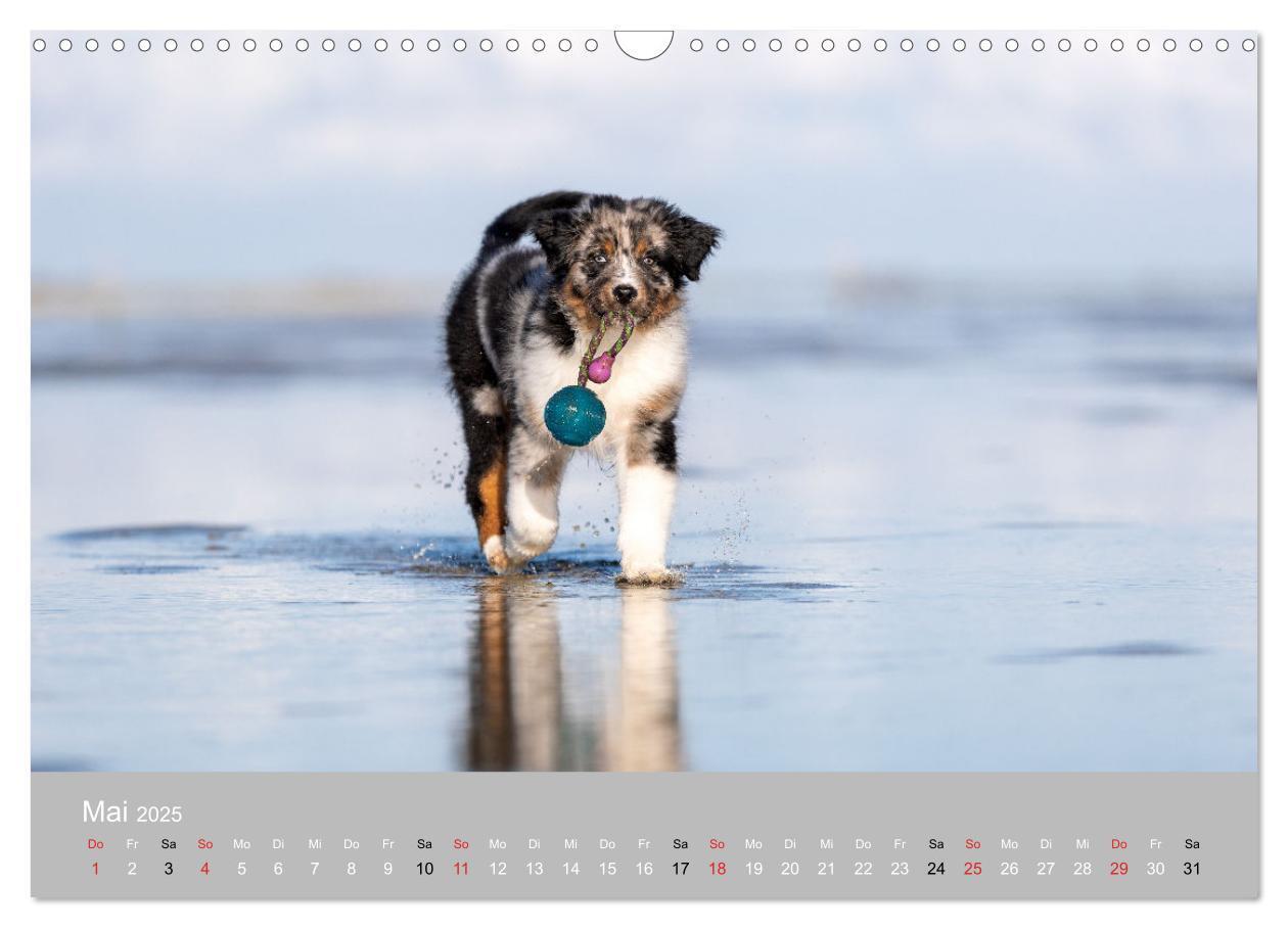 Bild: 9783435672875 | Australian Shepherd 2025 (Wandkalender 2025 DIN A3 quer), CALVENDO...