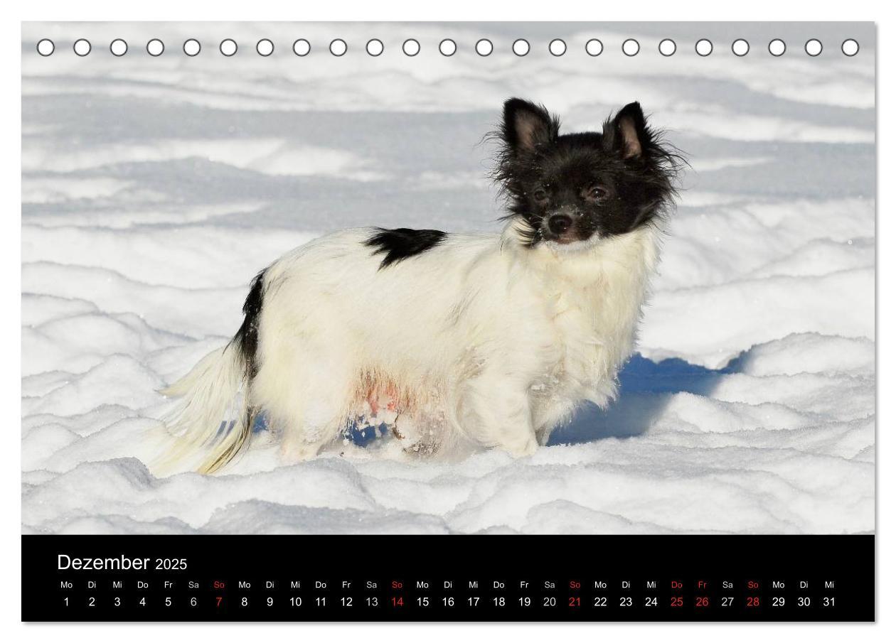 Bild: 9783435766000 | Chihuahua - Kleine Hunde ganz groß (Tischkalender 2025 DIN A5...