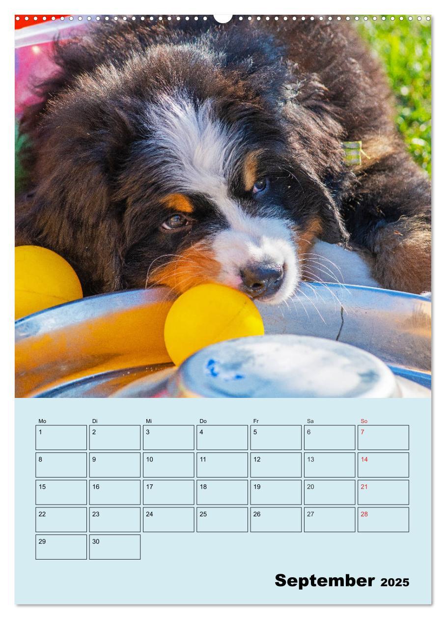 Bild: 9783435958672 | Familienplaner Berner Sennenhund Welpen (Wandkalender 2025 DIN A2...