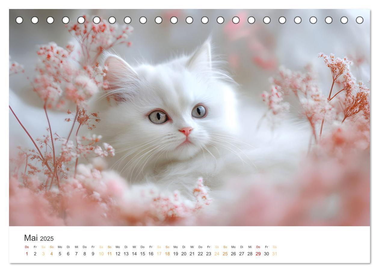 Bild: 9783457203897 | Katzen - sanfte Schönheiten (Tischkalender 2025 DIN A5 quer),...