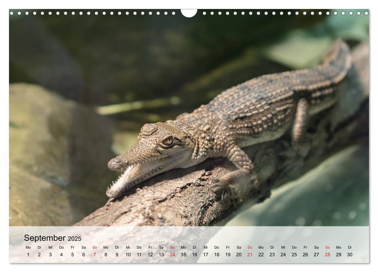 Bild: 9783435600878 | Große Echsen. Krokodile und Alligatoren (Wandkalender 2025 DIN A3...