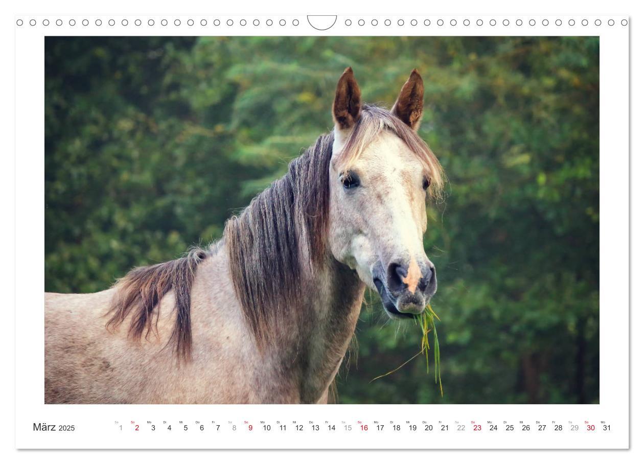 Bild: 9783435694525 | Der Pferdekalender (Wandkalender 2025 DIN A3 quer), CALVENDO...