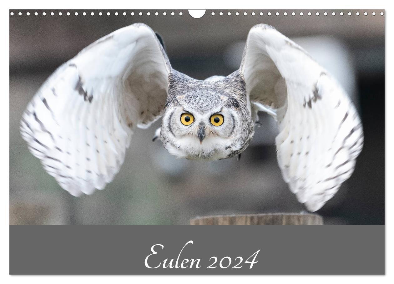 Cover: 9783675446120 | Eulen 2024 (Wandkalender 2024 DIN A3 quer), CALVENDO Monatskalender
