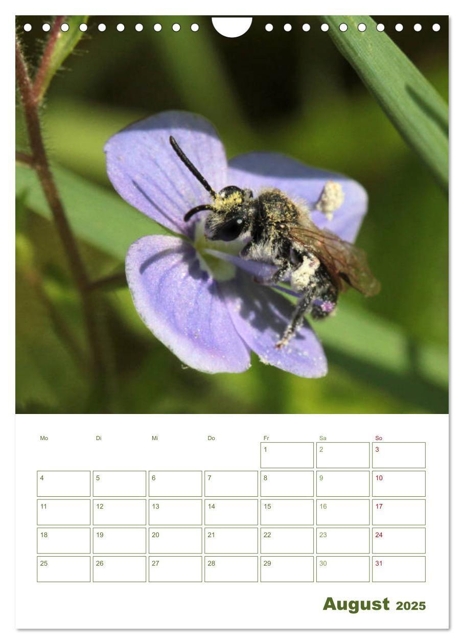 Bild: 9783457002001 | Wildbienen-Terminplaner 2025 (Wandkalender 2025 DIN A4 hoch),...