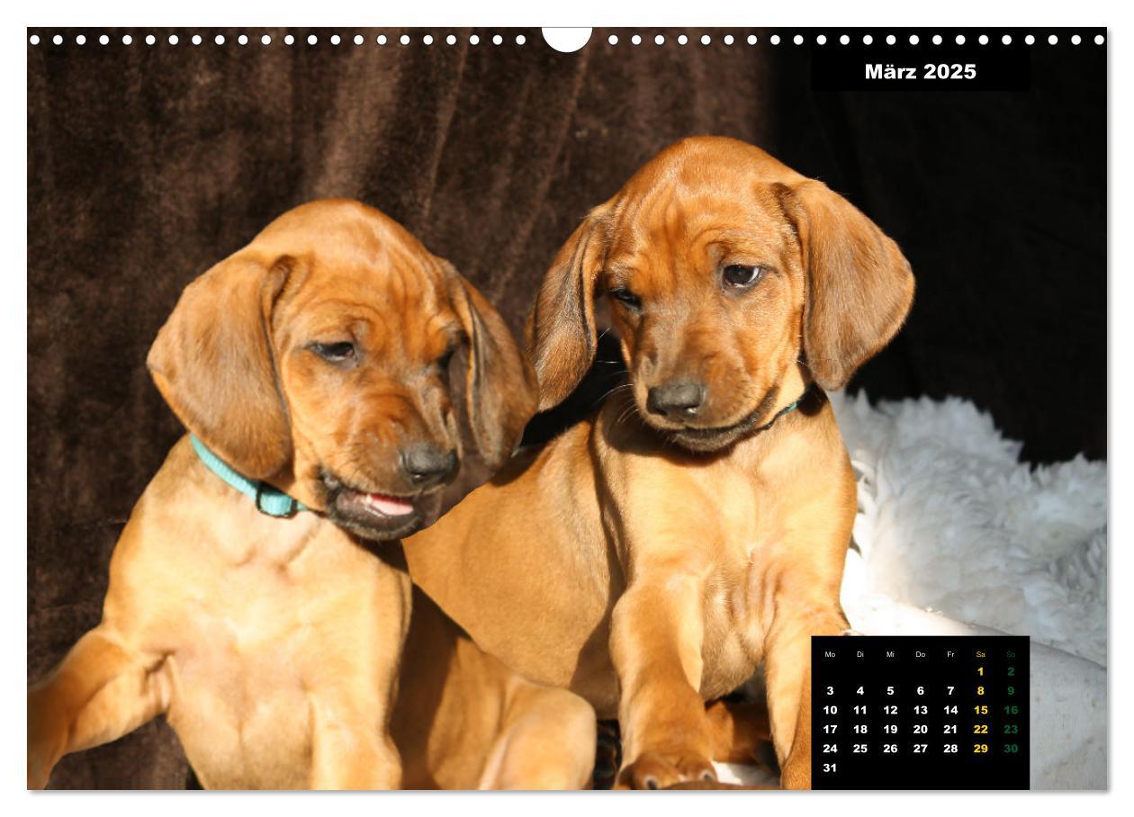 Bild: 9783383939457 | Rhodesian Ridgeback, Charmante Herzensbrecher (Wandkalender 2025...