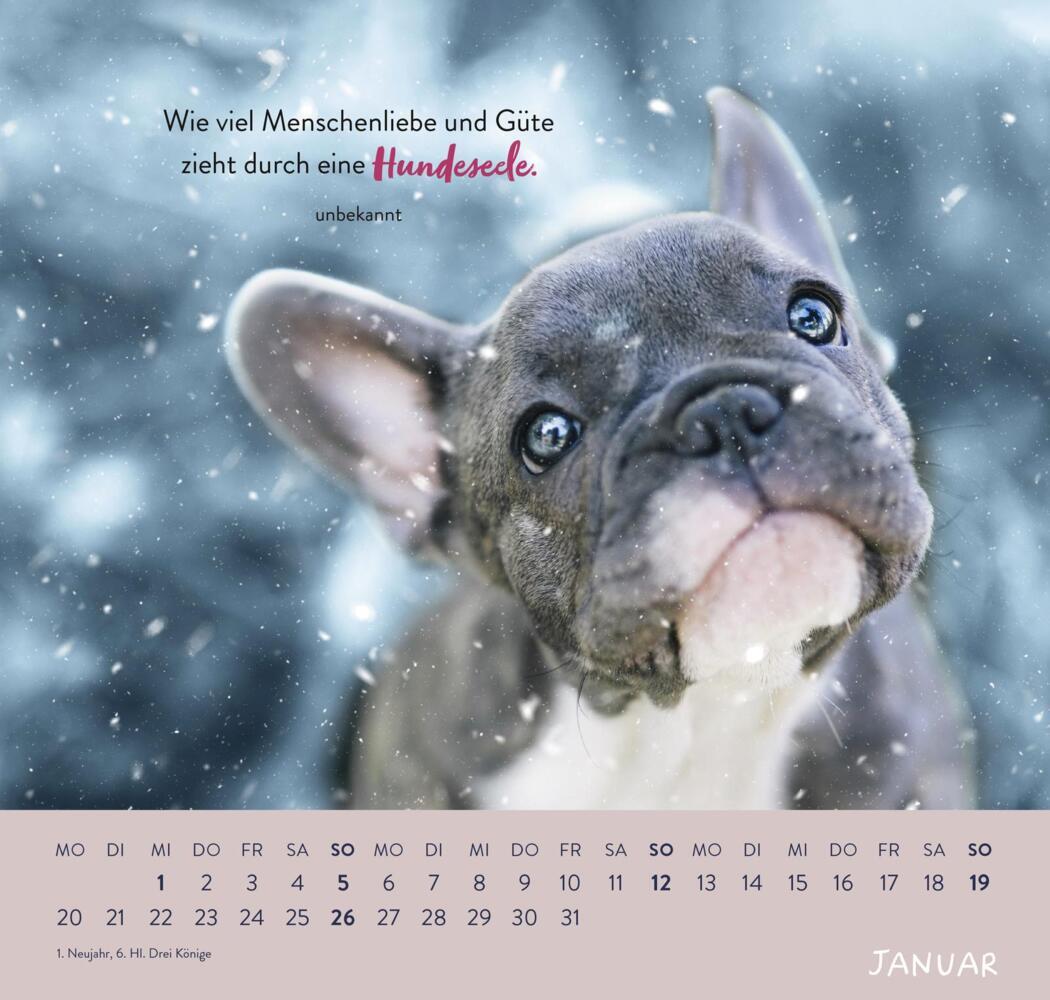 Bild: 4036442011867 | Wandkalender 2025: Für Hundefreunde | Groh Verlag | Kalender | 12 S.